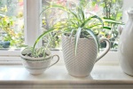 best-plants-indoor-chlorophytum-comosum_ada596f9a675256f7ca6fc0f1eeddced_3x2_jpg_570x380_q85